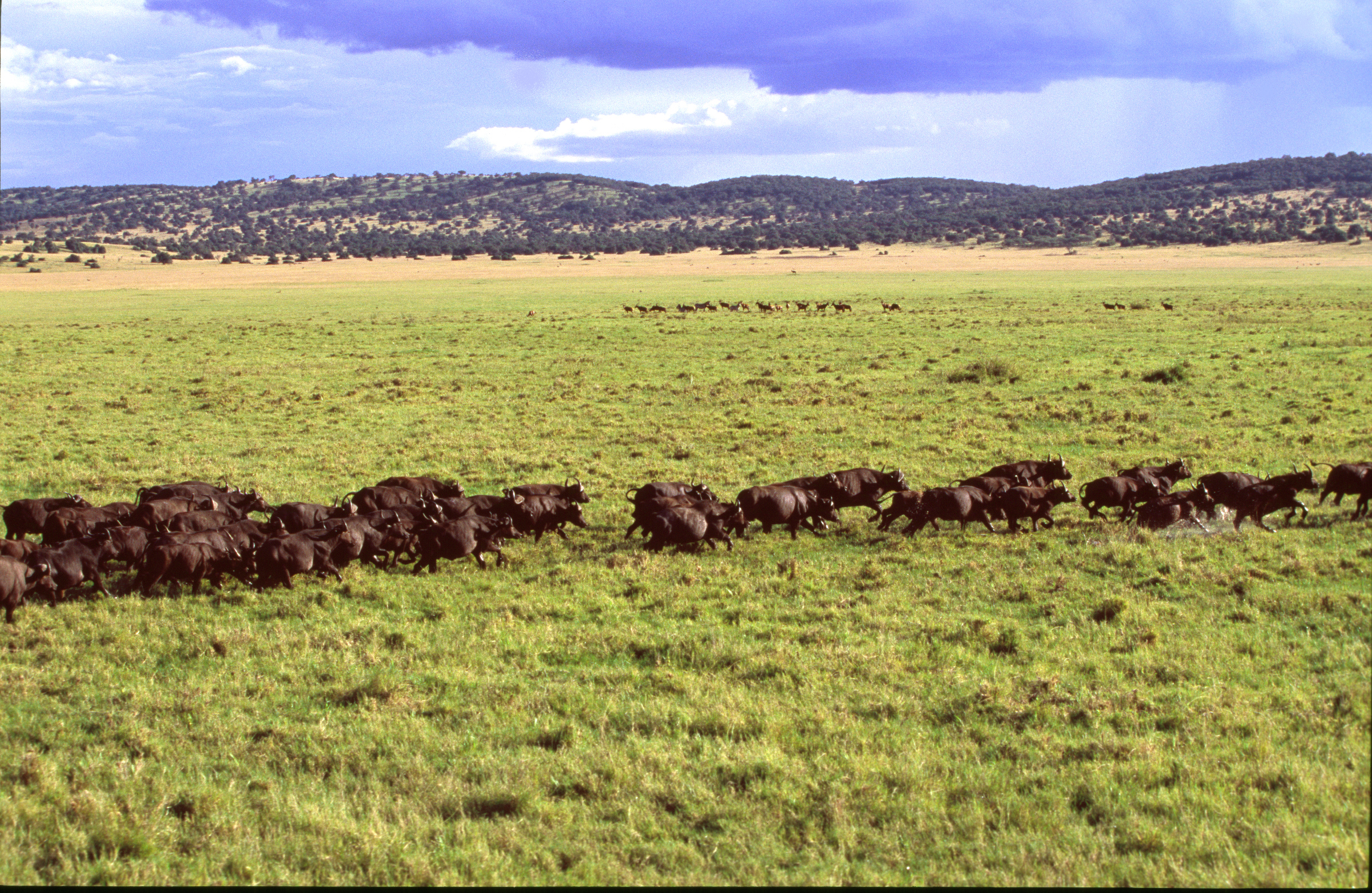 Buffaloes in Masai Mara Game Reserve