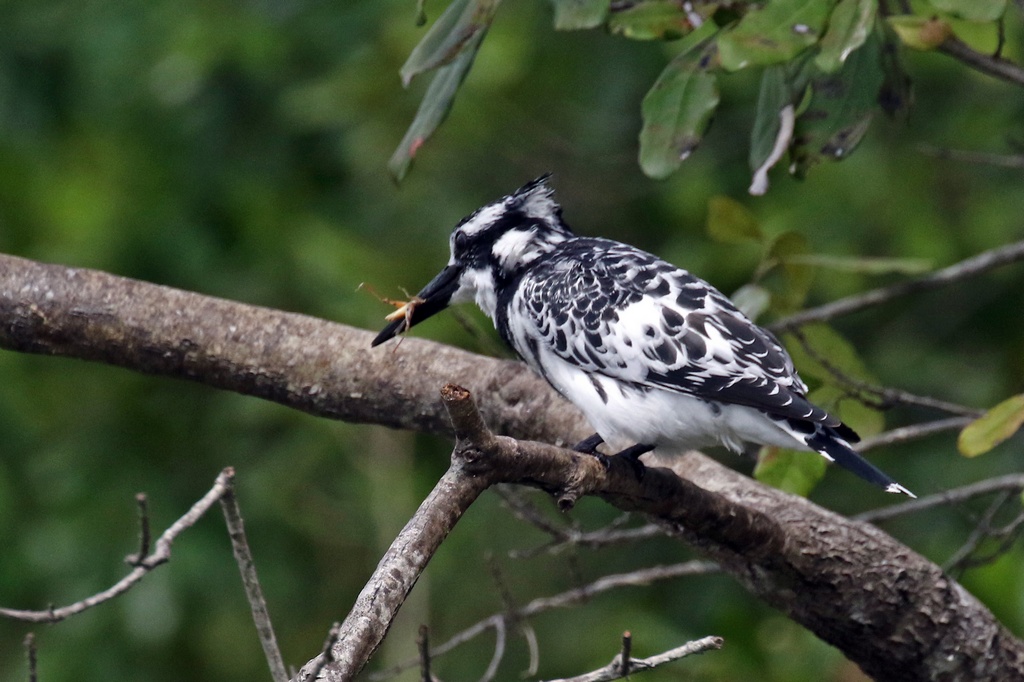 Birding tours in Rwanda