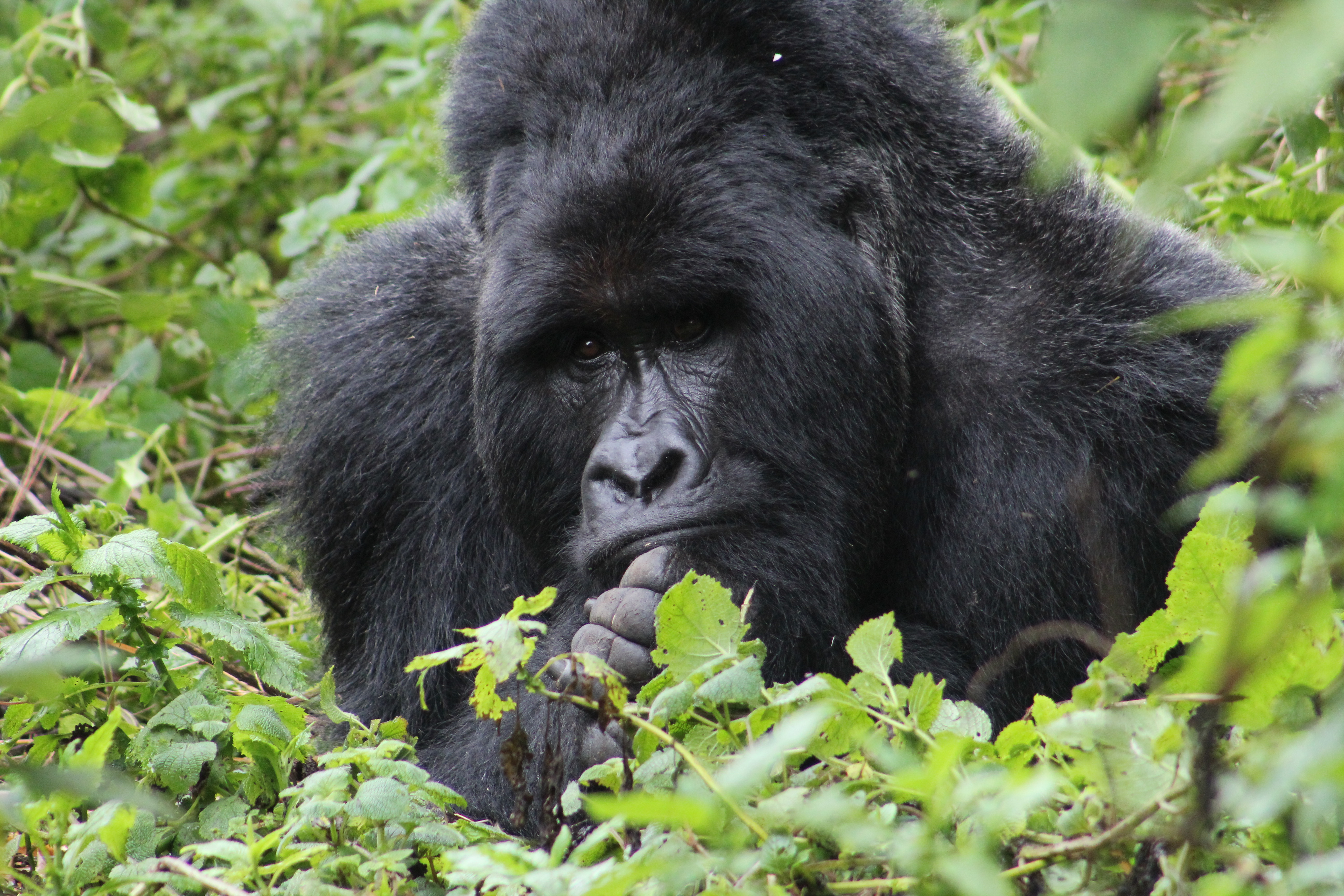 Congo Safaris