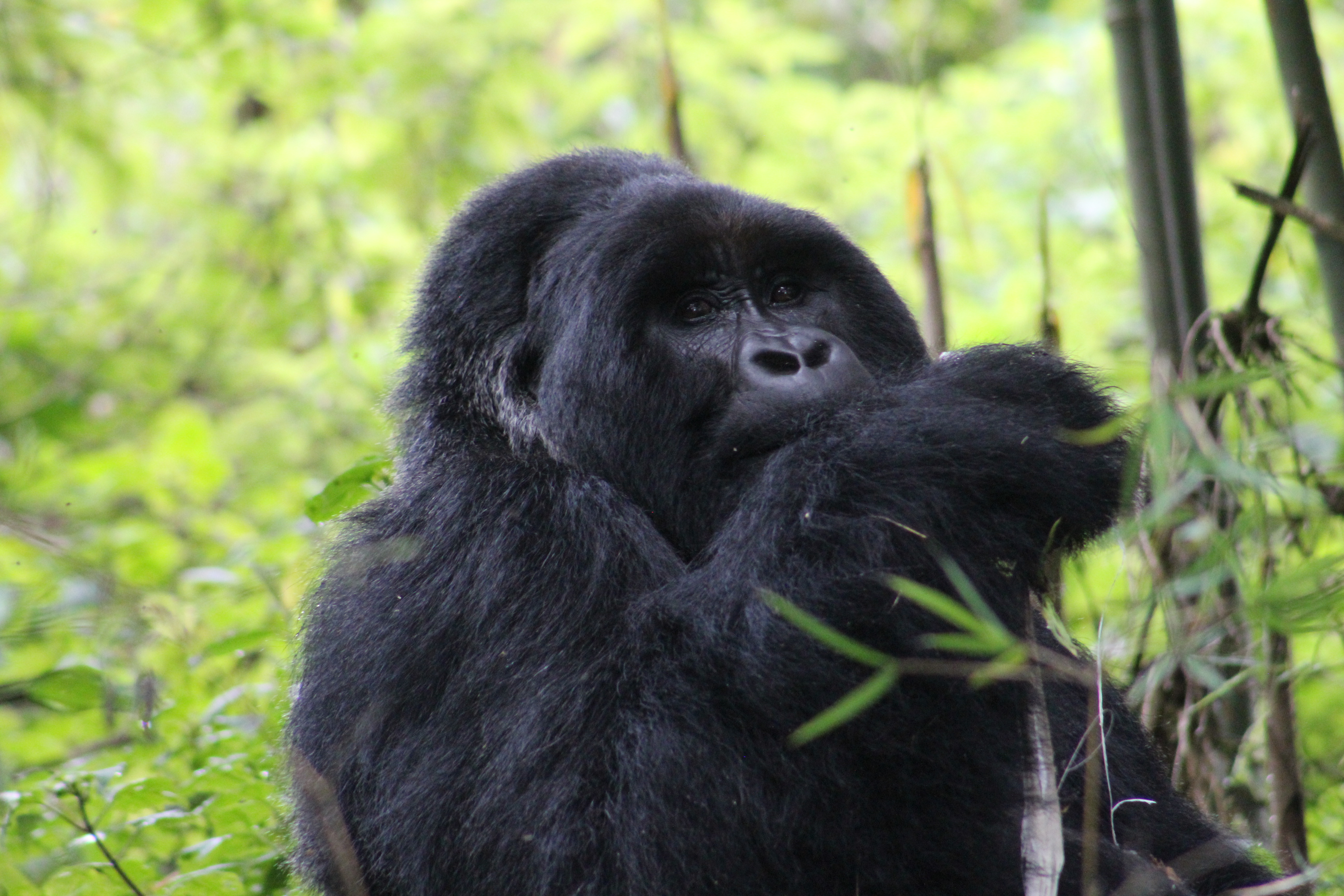 Gorilla trekking from Tanzania