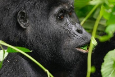 Gorilla eating a leaf