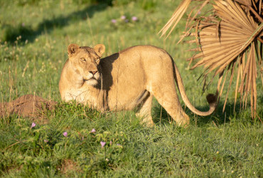 uganda safari packages