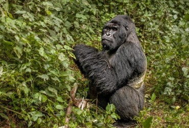 Standing gorilla