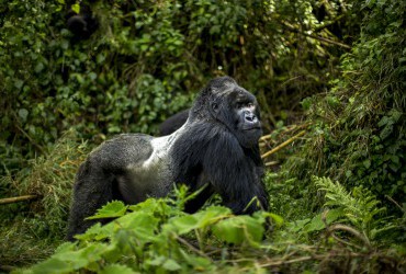 4 Days Uganda and Rwanda Gorilla tracking Safari
