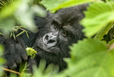 19 Days Best of Uganda Rwanda Safari