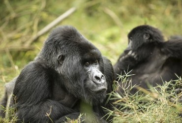 Two gorillas