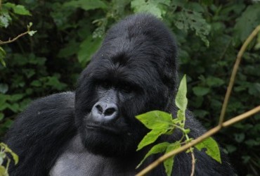 3 Days Gorilla Tracking from Kigali