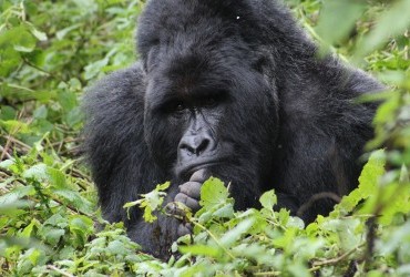 gorilla in the bush
