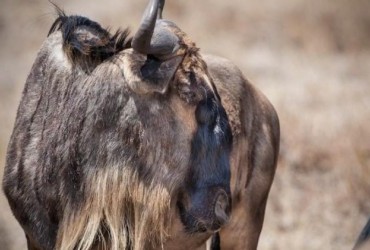 Wildebeest migration in Masai Mara Game Reserve