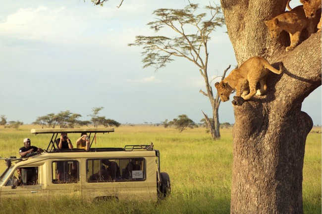visit uganda  for lion tracking
